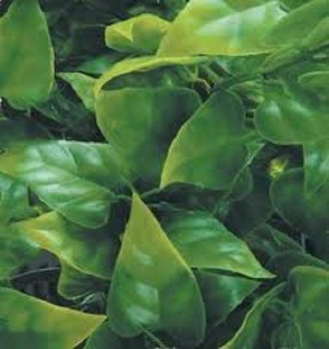 Jungle Plant #10