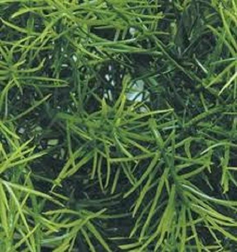 Jungle Plant #2