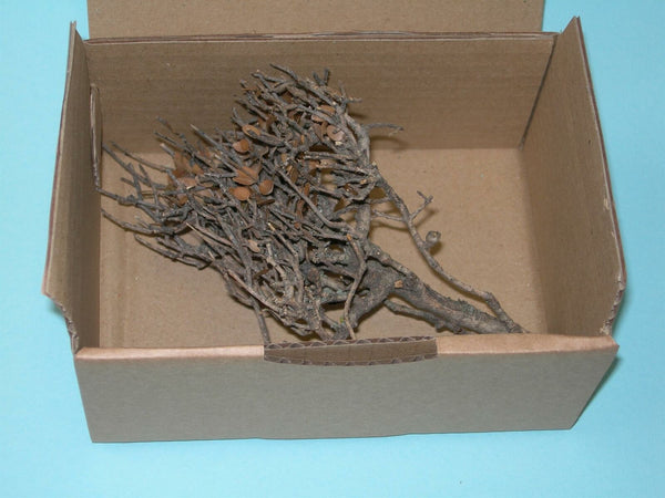 FoG Models 1/35 scale Dead tree (one tree per kit )