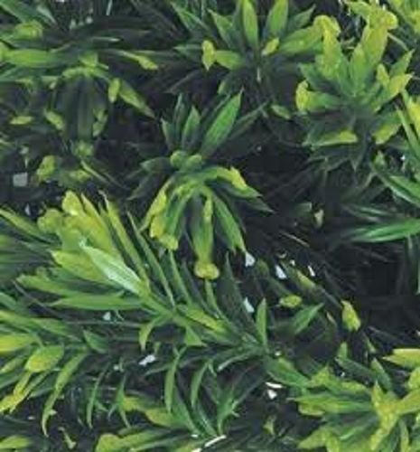 Jungle Plant #8