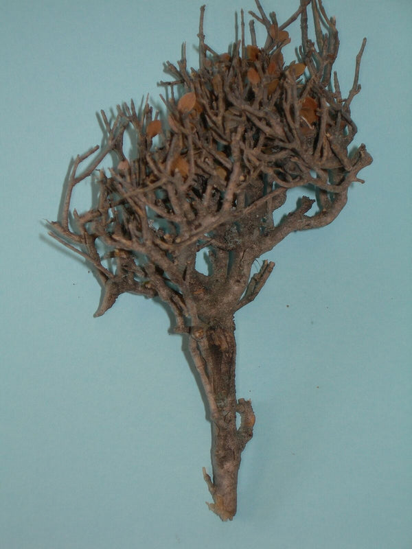 FoG Models 1/35 scale Dead tree (one tree per kit )