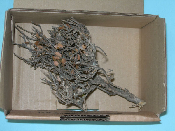 FoG Models 1/35 scale Dead tree (one tree per kit )