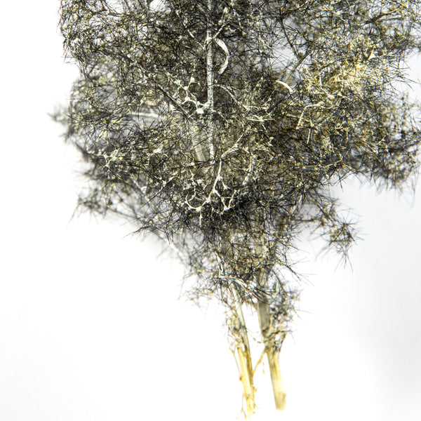 AK Interactive BLACK-WHITE FANTASY BUSHES