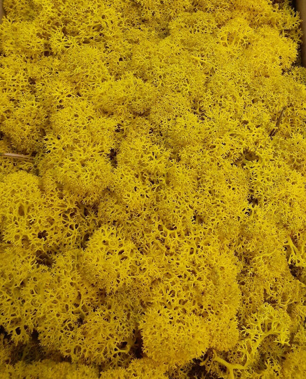 Lichen Moss Model Foliage Railway Wargame Scenery Trees Bushes Diorama Basing