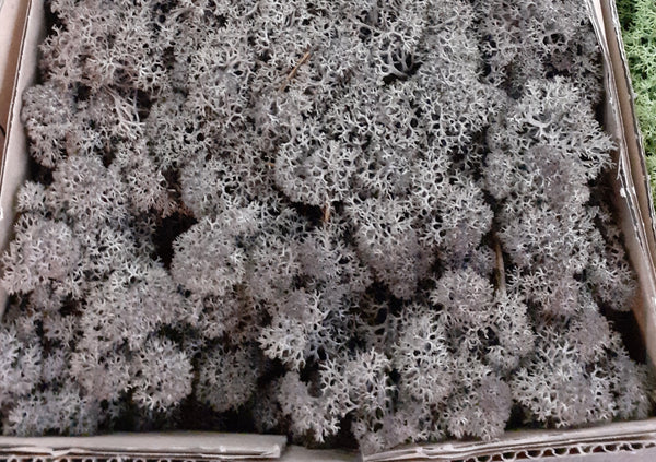 Lichen Moss Model Foliage Railway Wargame Scenery Trees Bushes Diorama Basing