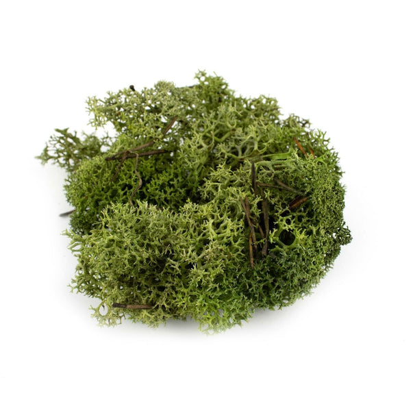 Lichen Moss Model Foliage Railway Wargame Scenery Trees Bushes Diorama Basing