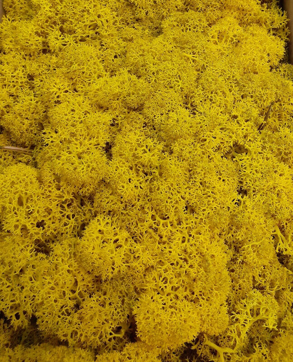 Lichen Moss Model Foliage Railway Wargame Scenery Trees Bushes Diorama Basing