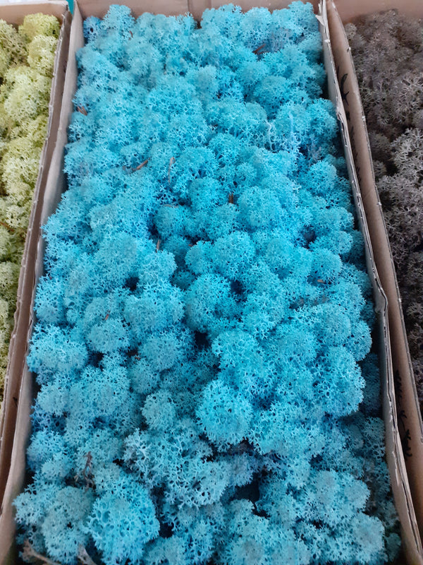 Lichen Moss Model Foliage Railway Wargame Scenery Trees Bushes Diorama Basing