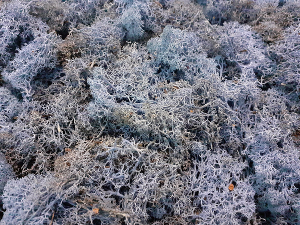 Lichen Moss Model Foliage Railway Wargame Scenery Trees Bushes Diorama Basing