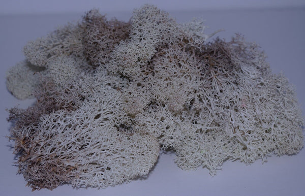 Lichen Moss Model Foliage Railway Wargame Scenery Trees Bushes Diorama Basing