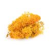 Reindeer Moss (Icelandic Moss) Orange