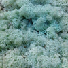 Reindeer Moss (Icelandic Moss) Mint Green