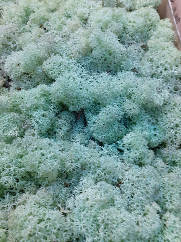 Reindeer Moss (Icelandic Moss) Mint Green