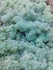 Reindeer Moss (Icelandic Moss) Mint Green