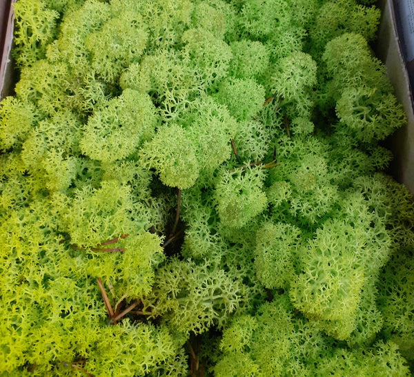 Reindeer Moss (Icelandic Moss) Apple Green (Spring)