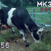 MK35 FoG models 1/35 Scale Normandy cow Marguerite