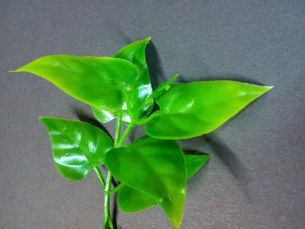 Jungle Plant #10