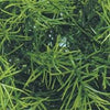 Jungle Plant #2