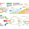 TAMIYA  Walking & Swimming Duck Creative assembly kit