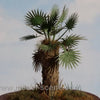 Model Scene - REALISTIC LEAVES 1:35 / 1:32 Palm leaves green - type II