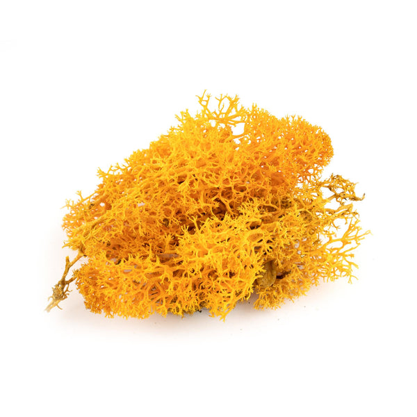 Reindeer Moss (Icelandic Moss) Yellow