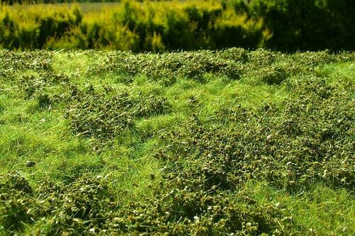 Model Scene - GRASS MATS PREMIUM (18x28cm) Low bushes - Spring