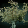 FoG Models 1/35 Scale Tree with branches diorama accessory