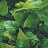 Jungle Plant #10