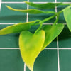 Jungle Plant #10