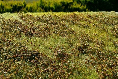 Model Scene - GRASS MATS PREMIUM (18x28cm) Low bushes - Autumn Colour