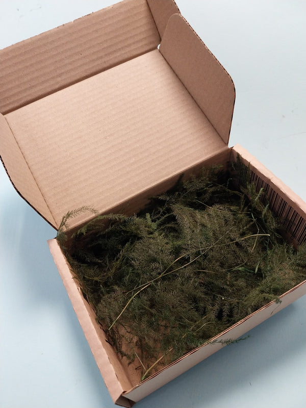 FoG Models Large box Preserved and coloured micro fern nano fern Ideal for Fir trees 1/35 1/48 ect