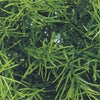 Jungle Plant #2
