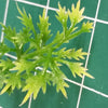 Jungle Plant #7