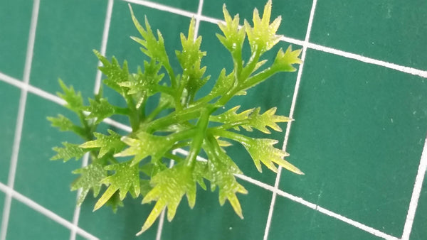 Jungle Plant #7
