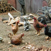 MK35 FoG models 1/35 Scale Farm animals Cock Hens Rabbits resin model kit