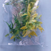 Jungle Plant #5