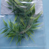 Jungle Plant #6