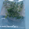 Jungle Plant #7