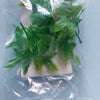 Jungle Plant #9