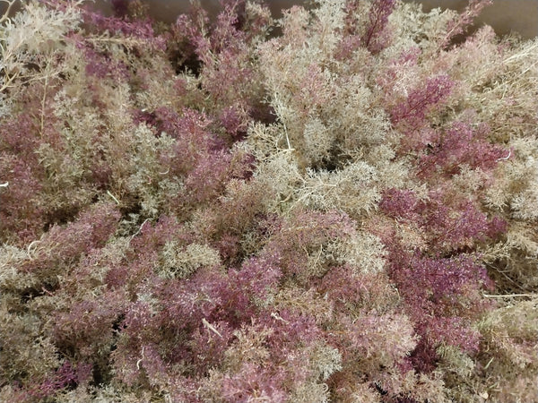 FoG Models 1/35 Scale Dried flowers for hedges - trees - flowers Sea Foam tree