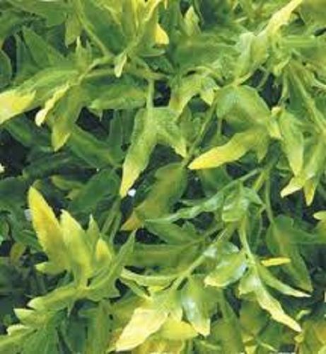 Jungle Plant #5