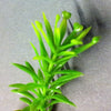 Jungle Plant #8