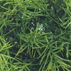 Jungle Plant #2