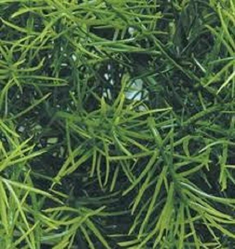Jungle Plant #2