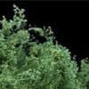 FoG Models 1/35 Scale Dried flowers for hedges - trees - flowers Sea Foam tree
