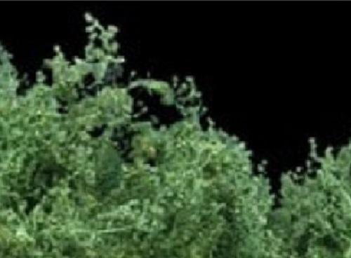 FoG Models 1/35 Scale Dried flowers for hedges - trees - flowers Sea Foam tree