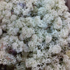 Reindeer Moss (Icelandic Moss) Old Green