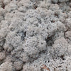 Reindeer Moss (Icelandic Moss) Grey