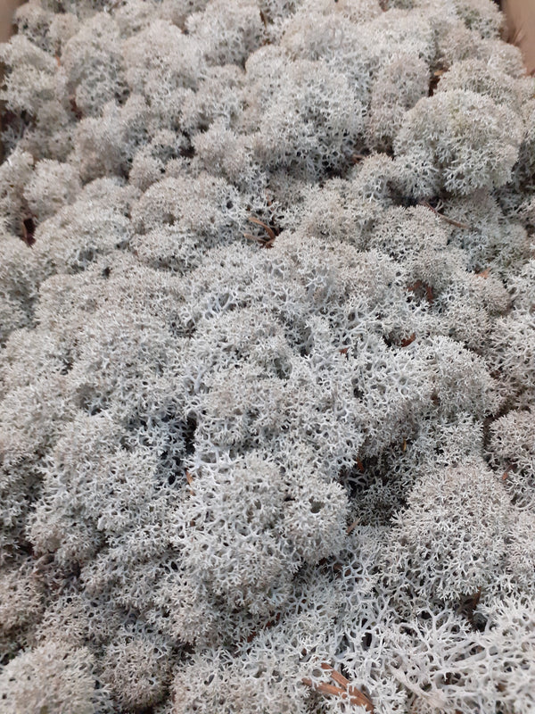 Reindeer Moss (Icelandic Moss) Grey