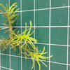 Jungle Plant #2